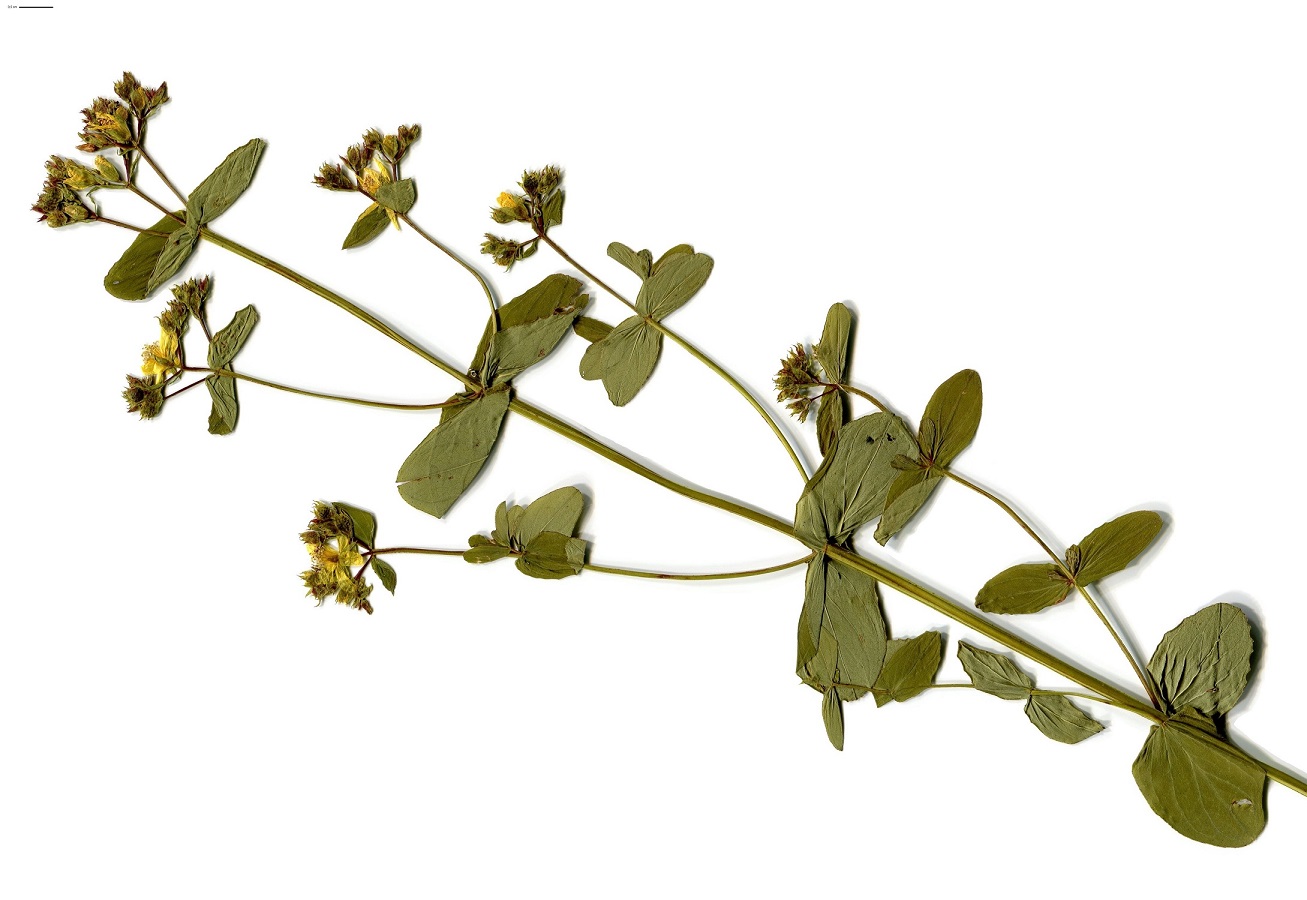 Hypericum tetrapterum (Hypericaceae)